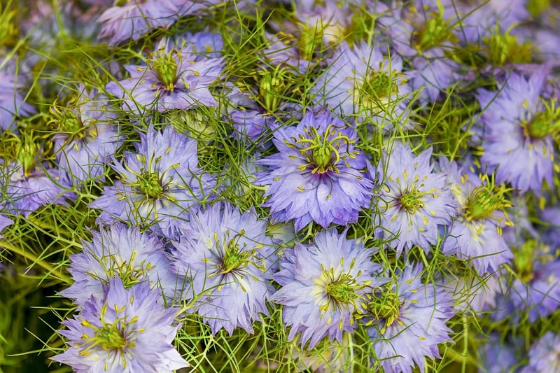Botanical Garden