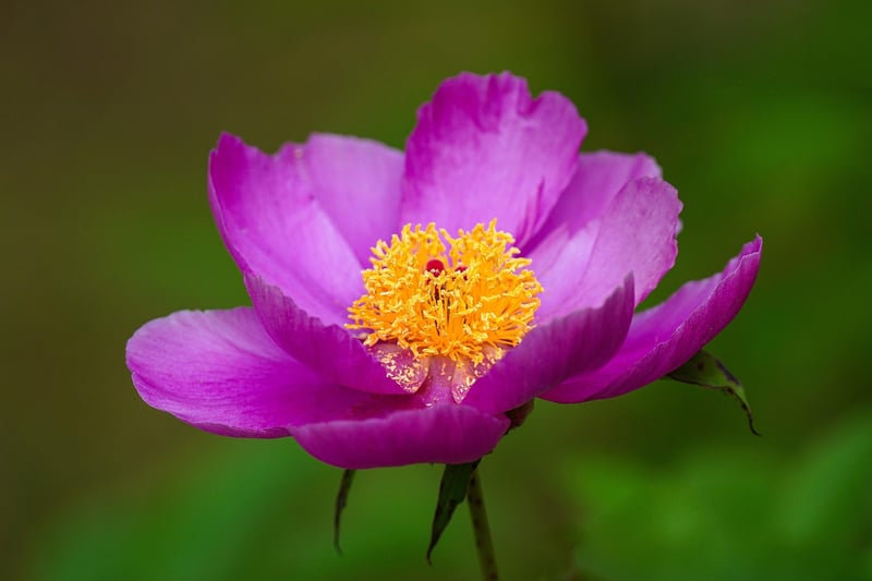 Wildflower Bouquet
